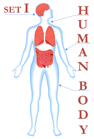 human body